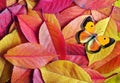 Autumn fallen leaves and red orange butterfly texture background. bright autumn background. fallen sakura leaves
