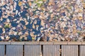 Autumn, fallen leaves in the water of the stream and part of the wooden bridge, in the park, outdoors. Royalty Free Stock Photo