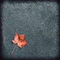 Autumn fallen maple leaf lies on the grainy asphalt. T