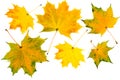 Autumn fallen maple leaves isolated on white background. Set of yellow, orange and green leaves. Royalty Free Stock Photo