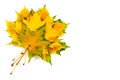 Autumn fallen maple leaves isolated on white background. Set of yellow, orange and green leaves. Royalty Free Stock Photo