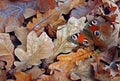 Autumn fallen oak leaves and bright red butterfly. oak leaves texture background. autumn background