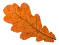 autumn fallen orange leaf of oak tree isolated