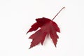 Autumn fallen red maple leaf isolated on white background Royalty Free Stock Photo