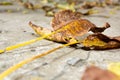 Autumn, fallen walnut leaves on gray concrete