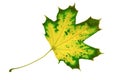 Autumn fallen yellow green maple leaf isolate on white background Royalty Free Stock Photo