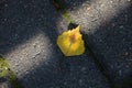 Autumn fallen yellow leaf in a blur of sunlight on the sidewalk. First fall day.