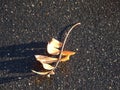 Autumn fallen yellow orange rowen leaf on black textured asphalt