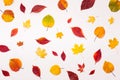 Autumn falling colored leaves pattern over white Royalty Free Stock Photo