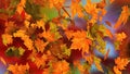 Autumn falling leaves Royalty Free Stock Photo