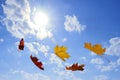 Autumn falling leaves Royalty Free Stock Photo