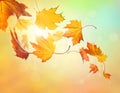 Autumn falling leaves Royalty Free Stock Photo