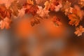 Autumn falling leaves. Fall colorful maple leaves on blurred background. Season background