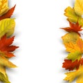 Autumn falling leaves on white background