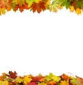 Autumn falling maple leaves Royalty Free Stock Photo