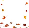 Autumn falling maple leaves on white background Royalty Free Stock Photo