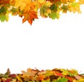 Autumn falling maple leaves isolated on white background. Autumn Royalty Free Stock Photo