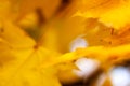 Autumn falling natural yellow orange leaves bokeh on trees