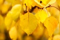 Autumn falling natural yellow orange leaves on trees