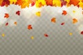 Autumn falling red, yellow, orange, brown leaves on transparent background. Vector autumnal foliage fall of maple leaves Royalty Free Stock Photo