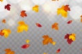 Autumn falling red, yellow, orange, brown leaves on transparent background. Vector autumnal foliage fall of maple leaves Royalty Free Stock Photo