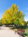 Autumn falls leaves beautiful colors of the earth with the trees Royalty Free Stock Photo