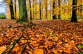 Autumn falls leaves from the ground with trunk of a tree and fallen branch