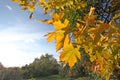 Autumn falls maple Royalty Free Stock Photo