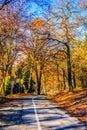 Autumn,  falls at the roads on the middle of nowhere Royalty Free Stock Photo