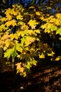 Tattingstone Park, UK, colors of autumn leaves Royalty Free Stock Photo