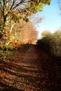 Tattingstone Park, UK, colors of autumn leaves Royalty Free Stock Photo