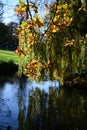 Holywells Park, UK, colors of autumn leaves Royalty Free Stock Photo