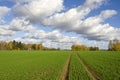 Autumn farm field with green cereal crop and tractor traces Royalty Free Stock Photo