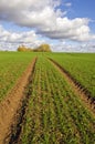 Autumn farm field with green crop and tractor traces Royalty Free Stock Photo