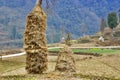 Rice leaf tree in autumn harvest Royalty Free Stock Photo