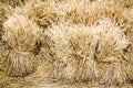 A good harvest of Wheat