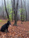 Autumn farytale with canadian wolf Royalty Free Stock Photo