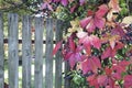 Autumn fence. Leaf fall in the village.