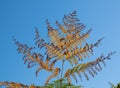 Autumn fern against the sky