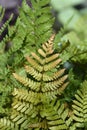 Autumn fern