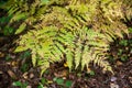 Autumn fern with brown patches in the forest