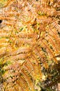 Autumn Fern Colorful fronds