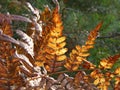 Autumn fern details