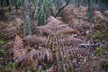 Autumn fern in the forest. Selective focus Royalty Free Stock Photo