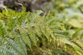 Autumn fern frond Royalty Free Stock Photo