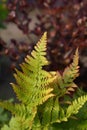 Autumn fern Royalty Free Stock Photo