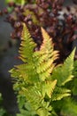 Autumn fern Royalty Free Stock Photo