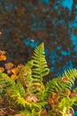 Autumn fern leaves close-up Royalty Free Stock Photo