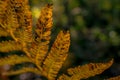 Autumn fern leaves in the forest Royalty Free Stock Photo