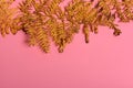 Autumn fern leaves isolated on pink background with copy space. Horizontal orienattion. Minimalistic style